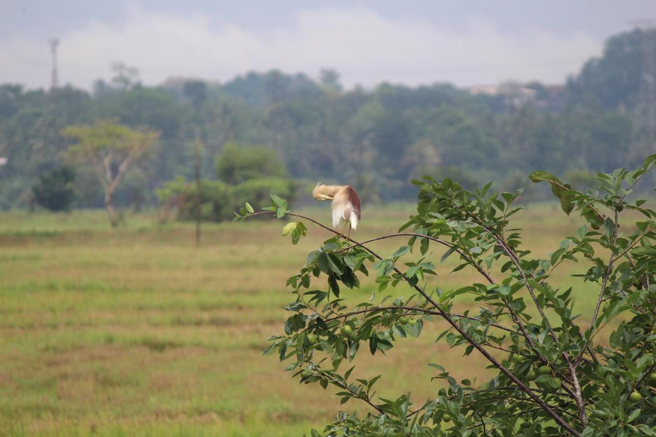 Tranquility By Natures Bliss Ja-Ela Luaran gambar